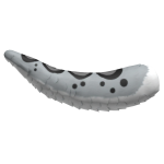 Snow Leopard Tail
