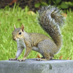 -Squirrel Tree-