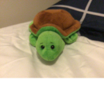 The turtles of the tacos