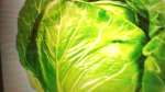 Cabbage Gamez