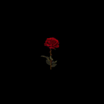 Dead Roses! <3