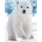 mr.polar club