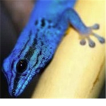 Fans of GeckoFriend