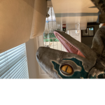 Dinoalex445 fan club