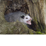 The Possums OFFICIAL