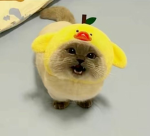 cuttie cat