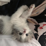 bloodymeow