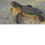 tiny turtlee