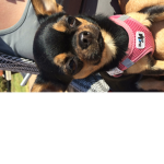 Loveallpets