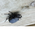 insecters
