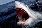 SmartShark's Terror of the Seas
