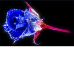 #crystal Rose