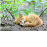 Ze Fox Gang