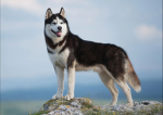 Siberian Husky Family
