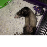 Mr stinky1234
