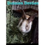 Bunnies besties