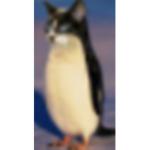 teh#penguin squad