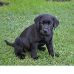 Join if you like puppys:)
