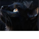 The best team of cat