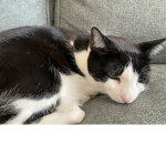 Dash (My cat)
