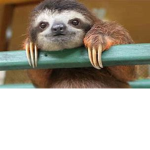 The group that loves sloth