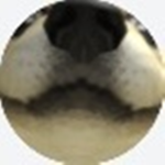 Doge Hangout Group Join now!