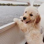 Adorable dogs