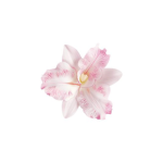honey-blossom