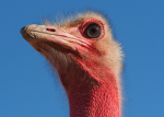 red ostrich