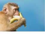 Monkey likes bananas