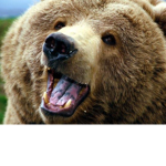 Cat cat cat cat bear bear bear