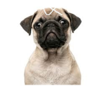Puggle Studios