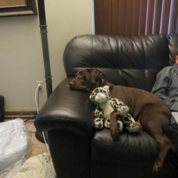 Animal love