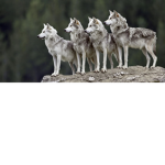 Mifi’s Wolfpack