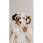 Canine Whisperers
