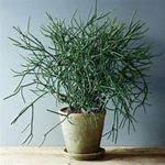 The Ability Wars Plant Tribe