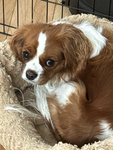 Ollie12113