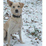 the doge peaples