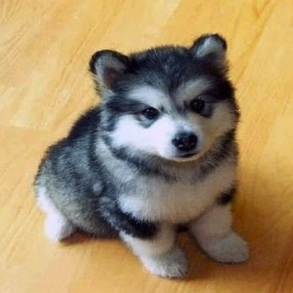 Cute dog Roblox decal