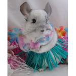 Chinchilla's clothing brand
