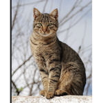 /Cats United\