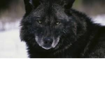 Loups
