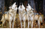 Koko's Wolf Pack