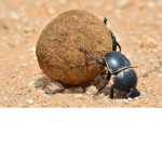 Dung Beetles