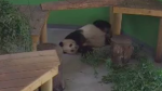 bamboobamboobamboo