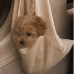NYXIE >