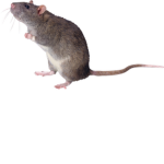 Dewblox
