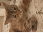 Molly's cool cats <3