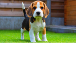 Beagle Buddy's!