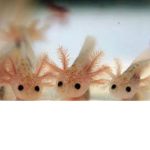 Axolotl group :P